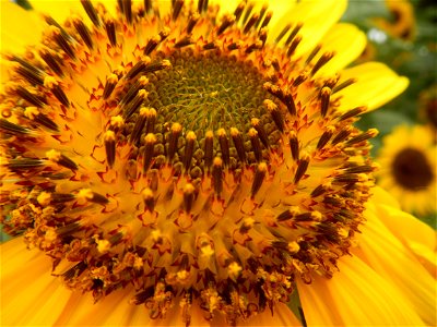 Sunflowers in Bulacan in Barangay Pagala, 14°58'14"N   120°53'26"E Baliuag, Bulacan, Bulacan province Office of the MENRO (accessed from and along Pan-Philippine Highway, also known as the Maharlika "