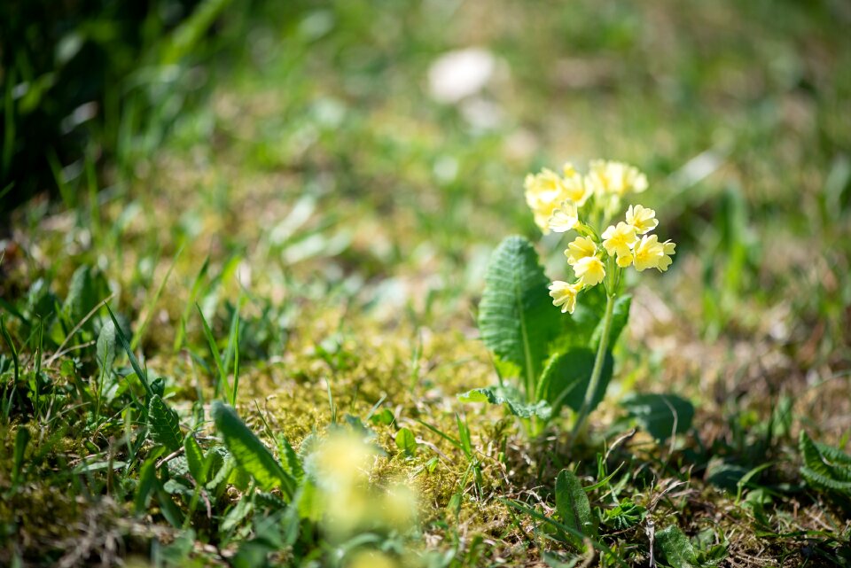 Flowers yellow flowers nature