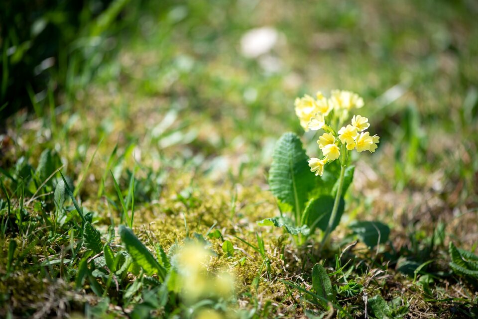 Flowers yellow flowers nature photo