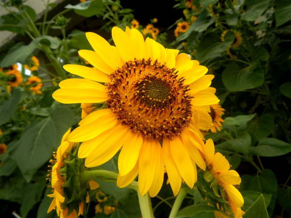 Sunflowers in Bulacan in Barangay Pagala, 14°58'14"N   120°53'26"E Baliuag, Bulacan, Bulacan province Office of the MENRO (accessed from and along Pan-Philippine Highway, also known as the Maharlika "