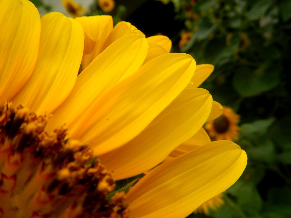 Sunflowers in Bulacan in Barangay Pagala, 14°58'14"N   120°53'26"E Baliuag, Bulacan, Bulacan province Office of the MENRO (accessed from and along Pan-Philippine Highway, also known as the Maharlika "