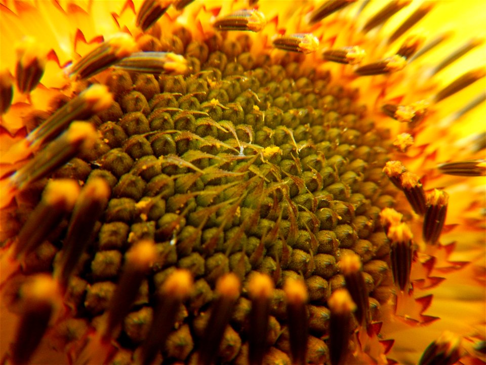 Sunflowers in Bulacan in Barangay Pagala, 14°58'14"N   120°53'26"E Baliuag, Bulacan, Bulacan province Office of the MENRO (accessed from and along Pan-Philippine Highway, also known as the Maharlika "