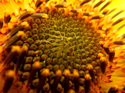 Sunflowers in Bulacan in Barangay Pagala, 14°58'14"N   120°53'26"E Baliuag, Bulacan, Bulacan province Office of the MENRO (accessed from and along Pan-Philippine Highway, also known as the Maharlika "