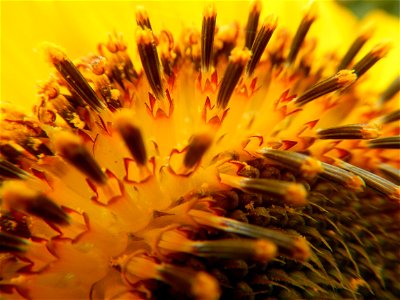 Sunflowers in Bulacan in Barangay Pagala, 14°58'14"N   120°53'26"E Baliuag, Bulacan, Bulacan province Office of the MENRO (accessed from and along Pan-Philippine Highway, also known as the Maharlika "