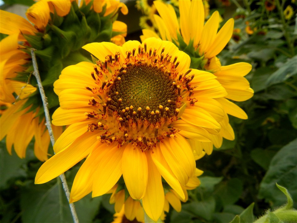 Sunflowers in Bulacan in Barangay Pagala, 14°58'14"N   120°53'26"E Baliuag, Bulacan, Bulacan province Office of the MENRO (accessed from and along Pan-Philippine Highway, also known as the Maharlika "