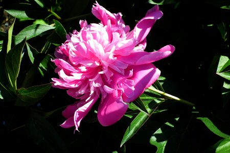 Pink spring macro