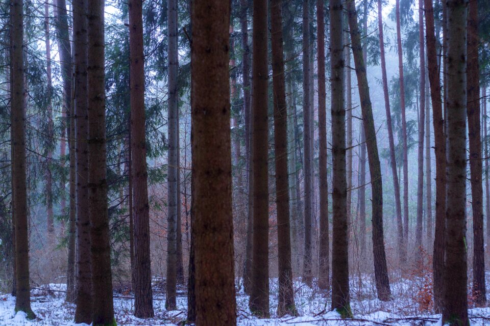Nature trees landscape