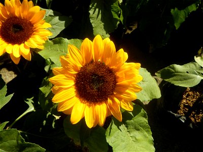 Close-up photographs of sunflowers in Bulacan