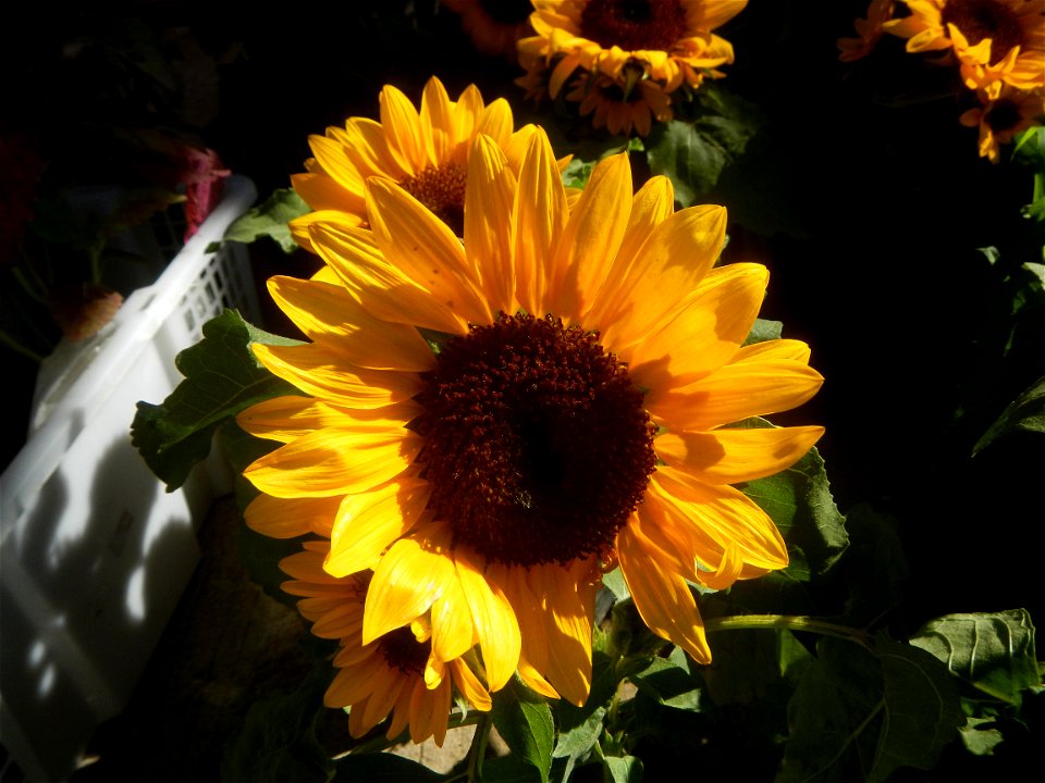 Close-up photographs of sunflowers in Bulacan photo