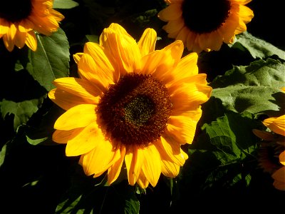 Close-up photographs of sunflowers in Bulacan photo