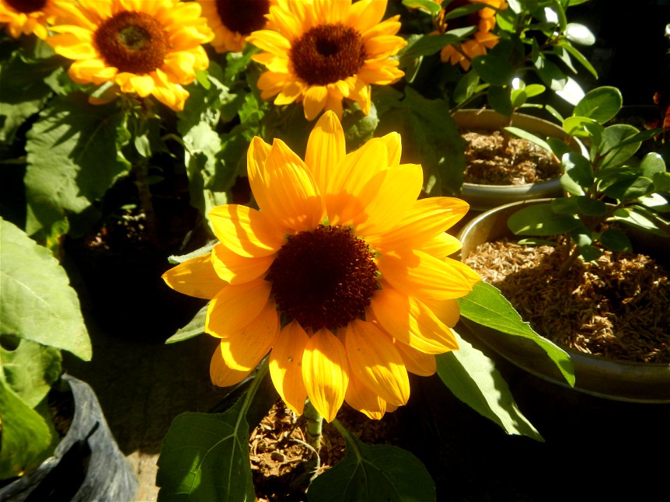 Close-up photographs of sunflowers in Bulacan