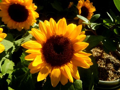Close-up photographs of sunflowers in Bulacan photo