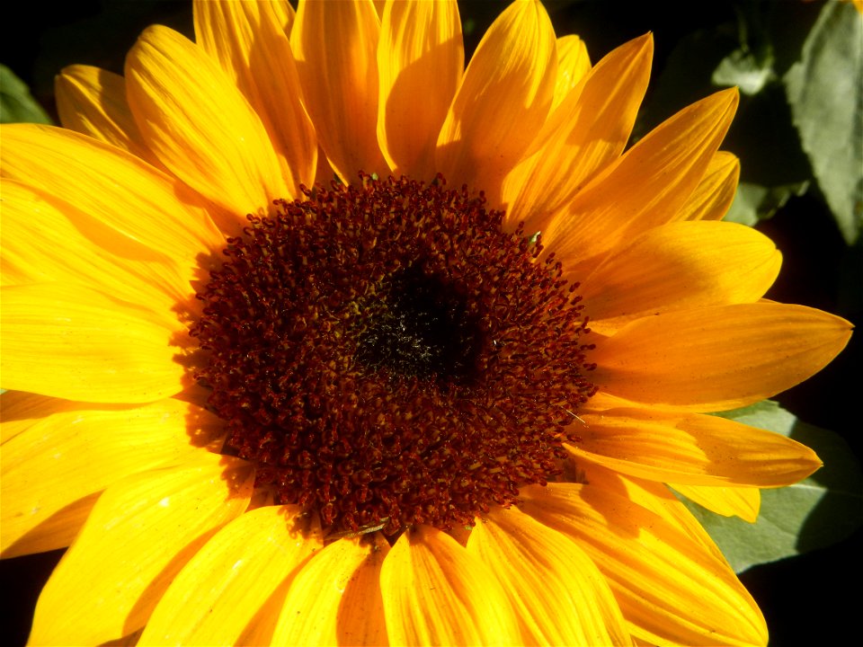 Close-up photographs of sunflowers in Bulacan