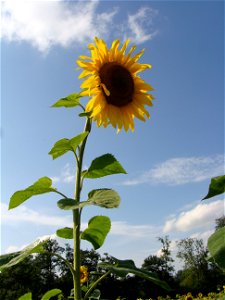 Eine Sonnenblume (Helianthus annuus) in einem Sonnenblumenfeld