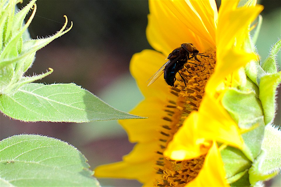 Get that proboscis going!