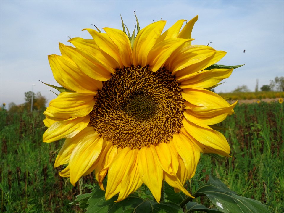 Sonnenblume (Helianthus annuus) bei Oftersheim