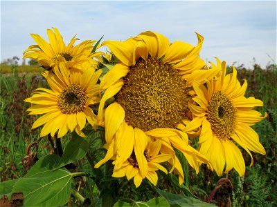Sonnenblume (Helianthus annuus) bei Oftersheim