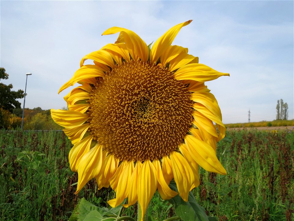Sonnenblume (Helianthus annuus) bei Oftersheim