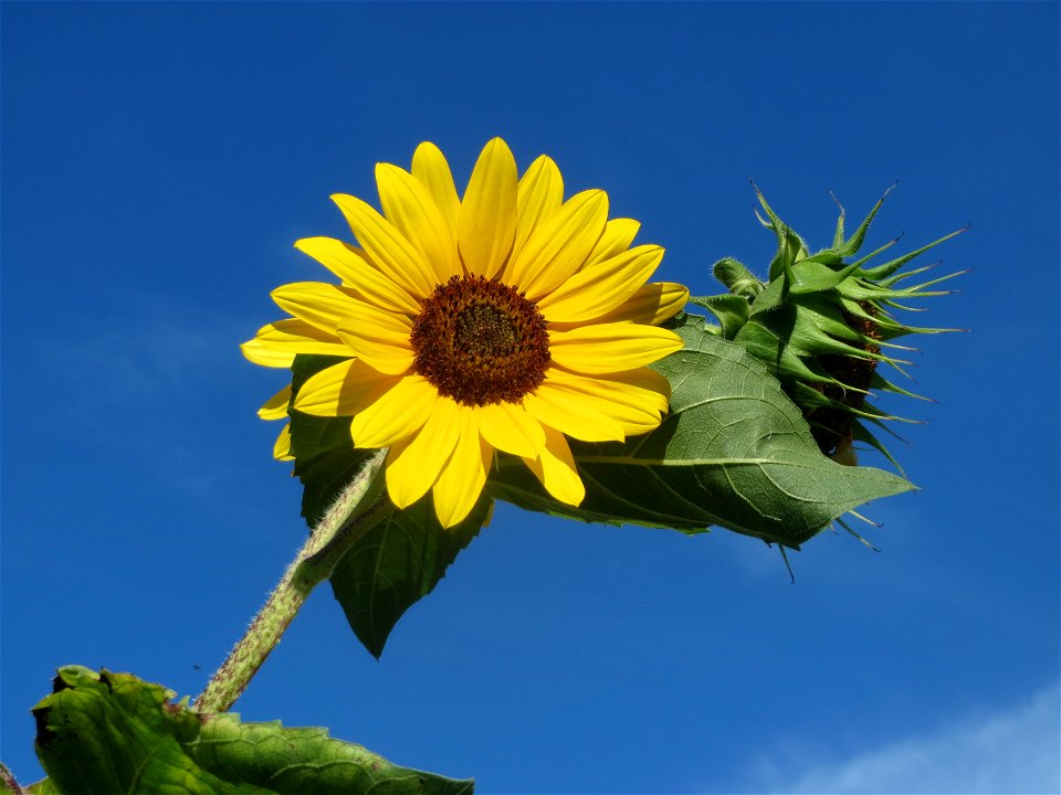 Sonnenblume (Helianthus annuus) in einem aufgelassenem Schrebergarten in Hockenheim. Nachdem die Schrebergärten am Kraichbach im Februar/März 2016 einplaniert wurden, hat sich zunächst wieder eine unb