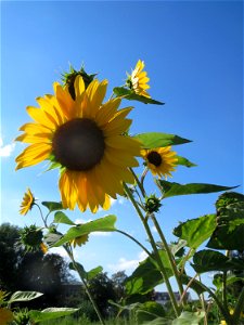 Sonnenblume (Helianthus annuus) in einem aufgelassenem Schrebergarten in Hockenheim. Nachdem die Schrebergärten am Kraichbach im Februar/März 2016 einplaniert wurden, hat sich zunächst wieder eine unb