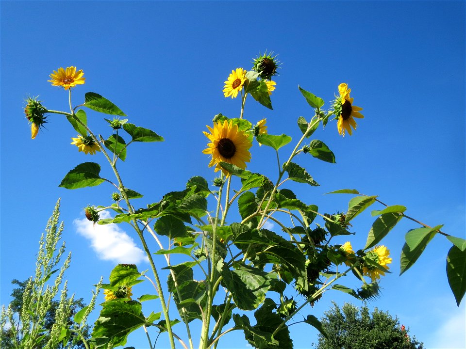 Sonnenblume (Helianthus annuus) in einem aufgelassenem Schrebergarten in Hockenheim. Nachdem die Schrebergärten am Kraichbach im Februar/März 2016 einplaniert wurden, hat sich zunächst wieder eine unb