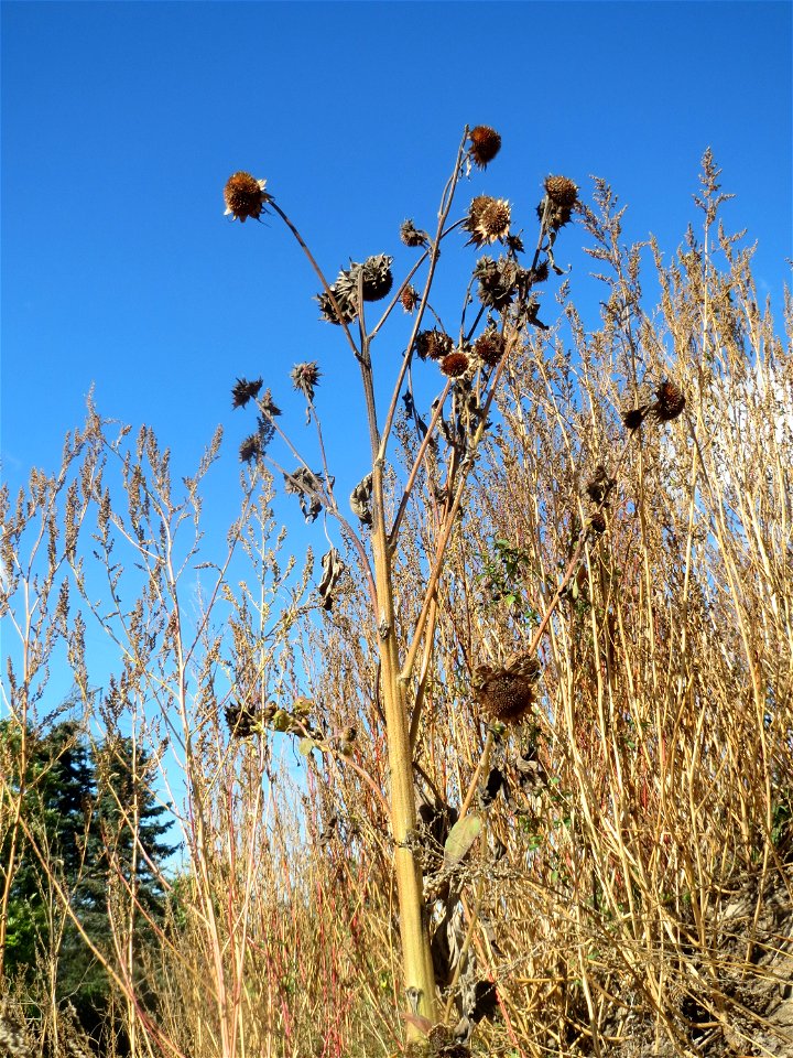 Sonnenblume (Helianthus annuus) auf einem Sandhügel im Gelände der ehemaligen Zuckerfabrik in Waghäusel