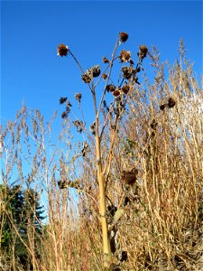Sonnenblume (Helianthus annuus) auf einem Sandhügel im Gelände der ehemaligen Zuckerfabrik in Waghäusel