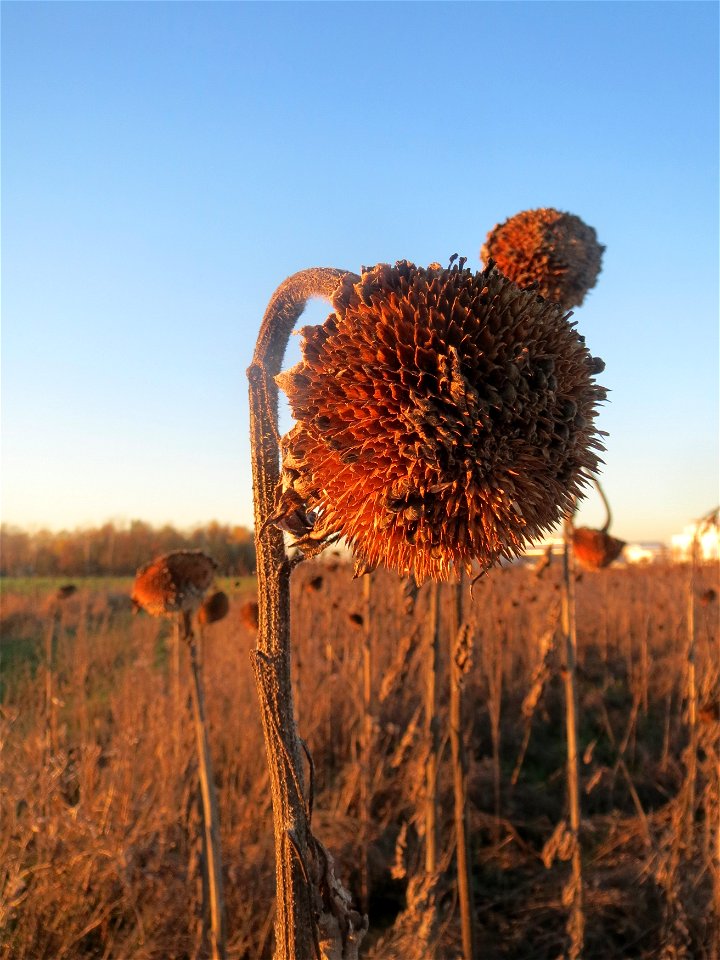 Sonnenblume (Helianthus annuus) in Hockenheim-Talhaus