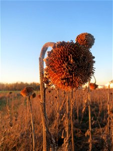 Sonnenblume (Helianthus annuus) in Hockenheim-Talhaus