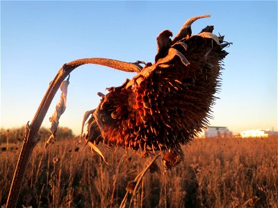 Sonnenblume (Helianthus annuus) in Hockenheim-Talhaus
