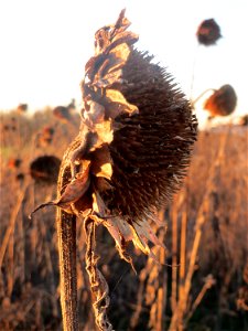 Sonnenblume (Helianthus annuus) in Hockenheim-Talhaus