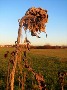 Sonnenblume (Helianthus annuus) in Hockenheim-Talhaus