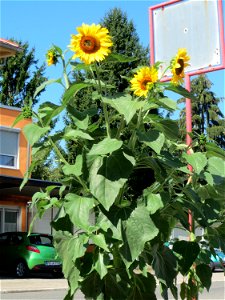 Ritzenbotanik: vermutlich ausgewilderte Sonnenblume (Helianthus annuus) auf Pflasterstein in Oftersheim - Herkunft: Nord- und Mittelamerika