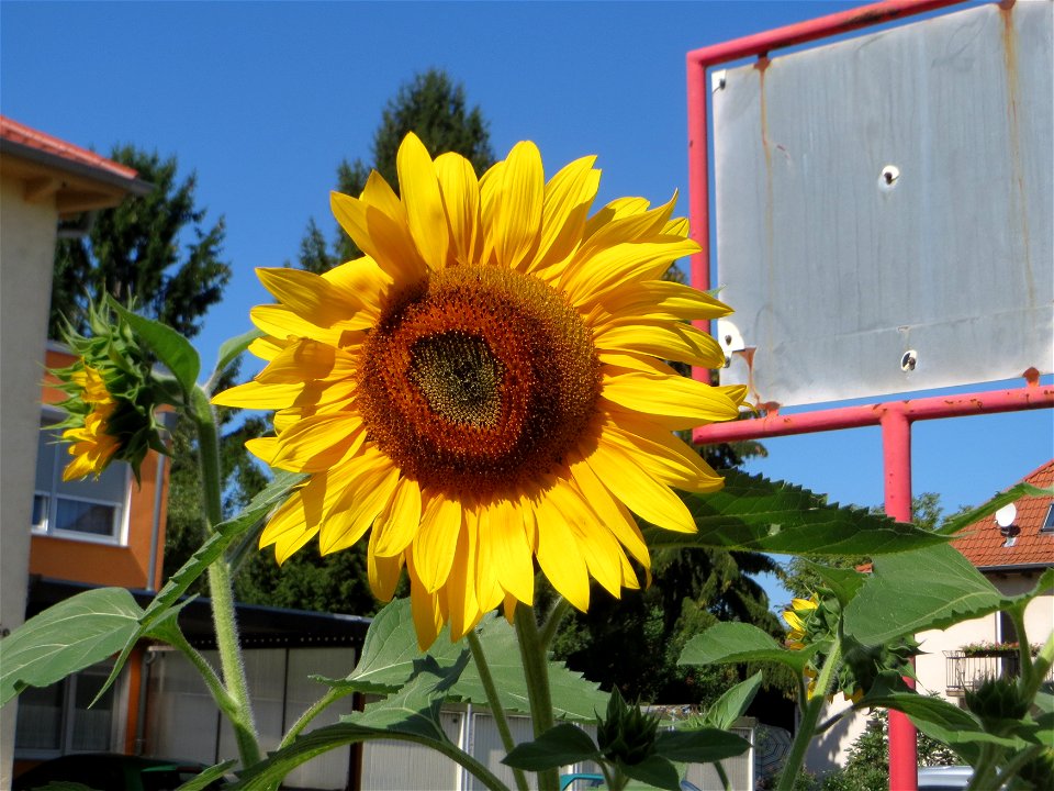Ritzenbotanik: vermutlich ausgewilderte Sonnenblume (Helianthus annuus) auf Pflasterstein in Oftersheim - Herkunft: Nord- und Mittelamerika