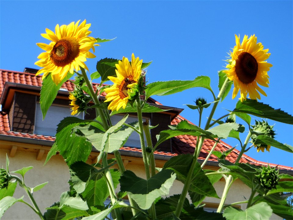 Ritzenbotanik: vermutlich ausgewilderte Sonnenblume (Helianthus annuus) auf Pflasterstein in Oftersheim - Herkunft: Nord- und Mittelamerika