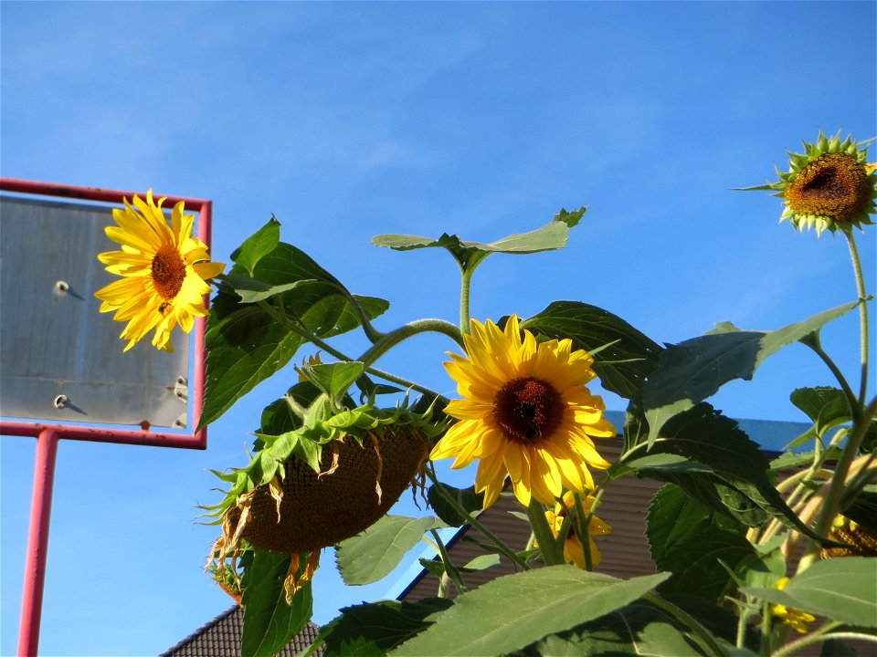 vermutlich ausgewilderte Sonnenblume (Helianthus annuus) in Oftersheim - Herkunft: Nord- und Mittelamerika