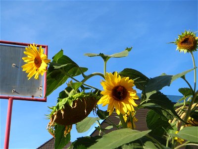 vermutlich ausgewilderte Sonnenblume (Helianthus annuus) in Oftersheim - Herkunft: Nord- und Mittelamerika