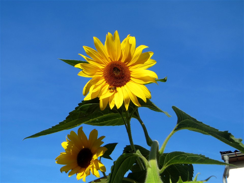 vermutlich ausgewilderte Sonnenblume (Helianthus annuus) in Oftersheim - Herkunft: Nord- und Mittelamerika