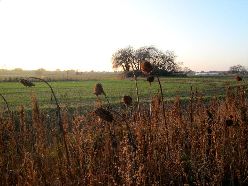 Sonnenblumen (Helianthus annuus) auf einem Blühstreifen für Wildbienen in den Kisselwiesen bei Reilingen