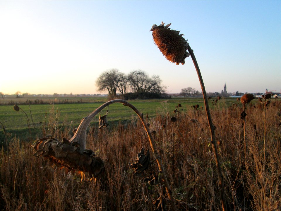 Sonnenblumen (Helianthus annuus) auf einem Blühstreifen für Wildbienen in den Kisselwiesen bei Reilingen