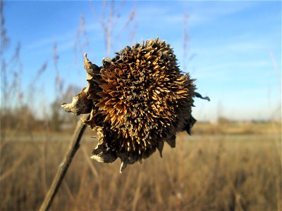 Sonnenblume (Helianthus annuus) auf einem Blühstreifen für Wildbienen bei Reilingen