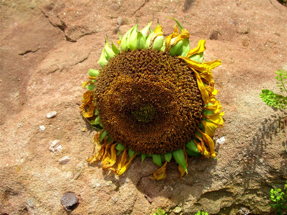 Sonnenblume (Helianthus annuus) auf einer Brachfläche der Halberger Hütte in Brebach