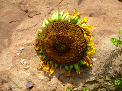 Sonnenblume (Helianthus annuus) auf einer Brachfläche der Halberger Hütte in Brebach