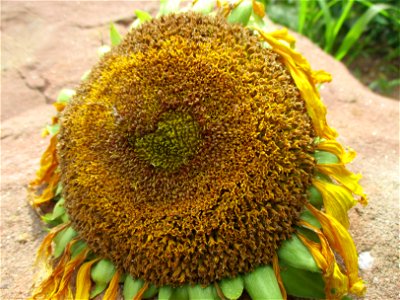 Sonnenblume (Helianthus annuus) auf einer Brachfläche der Halberger Hütte in Brebach