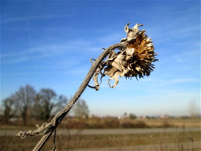 Sonnenblume (Helianthus annuus) auf einem Blühstreifen für Wildbienen bei Reilingen