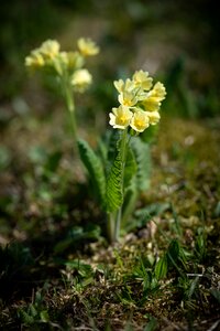 Flowers yellow flowers nature photo