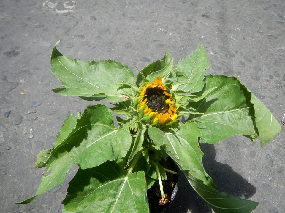 Sunflowers in Bulacan Mother-of-millions in the Philippines