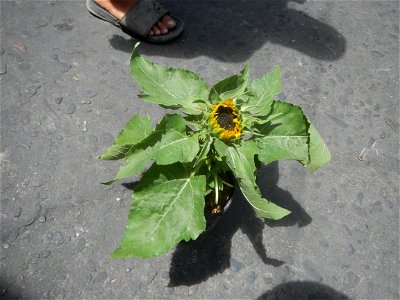 Sunflowers in Bulacan Mother-of-millions in the Philippines photo