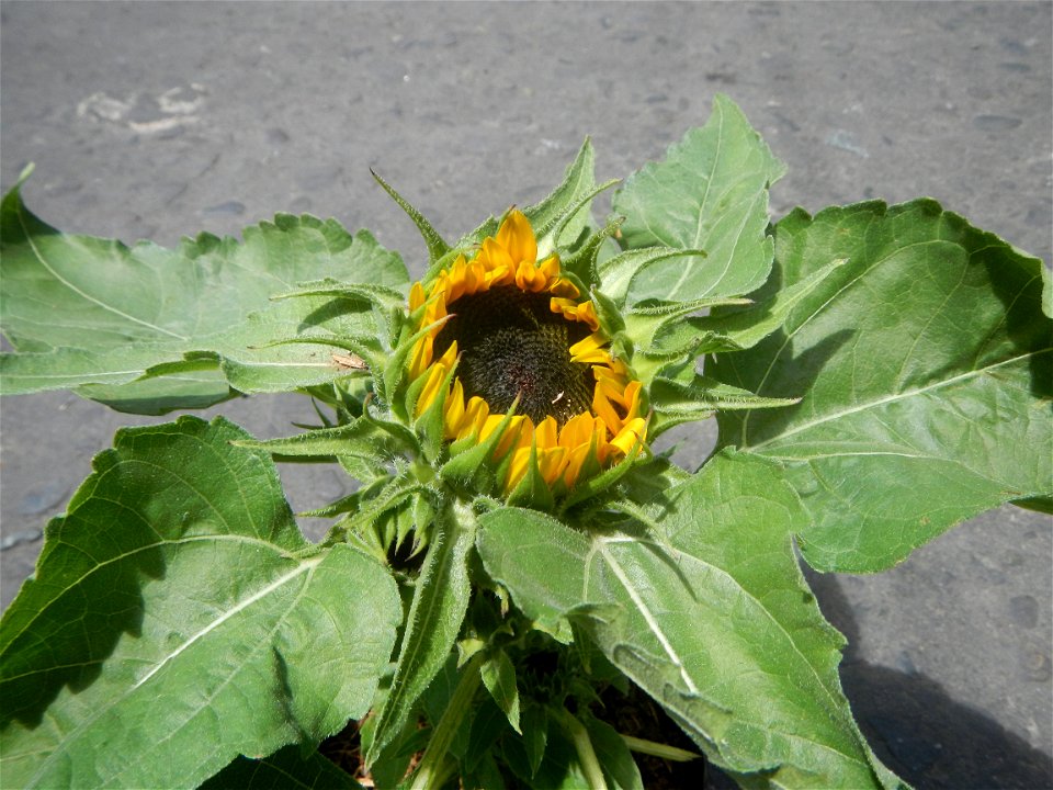 Sunflowers in Bulacan Mother-of-millions in the Philippines