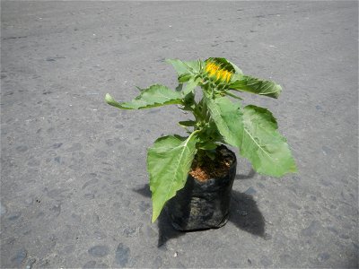 Sunflowers in Bulacan Mother-of-millions in the Philippines photo